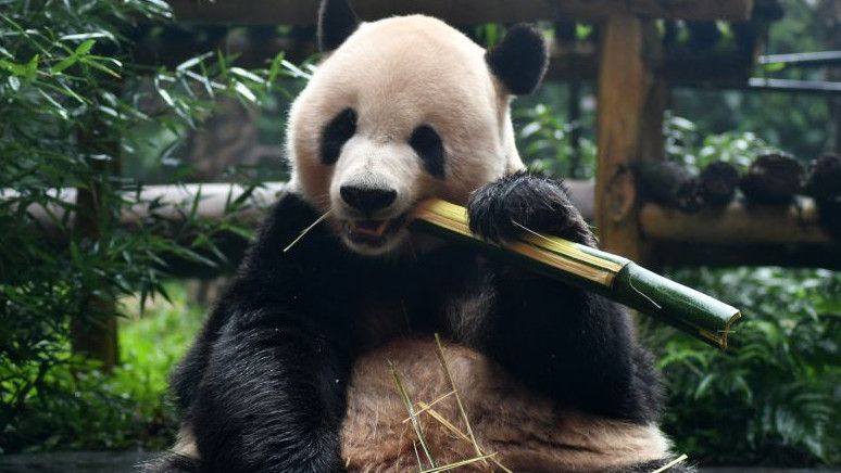 Kebun Binatang Amerika Serikat Bakal Dapat Sepasang Panda Raksasa dari China