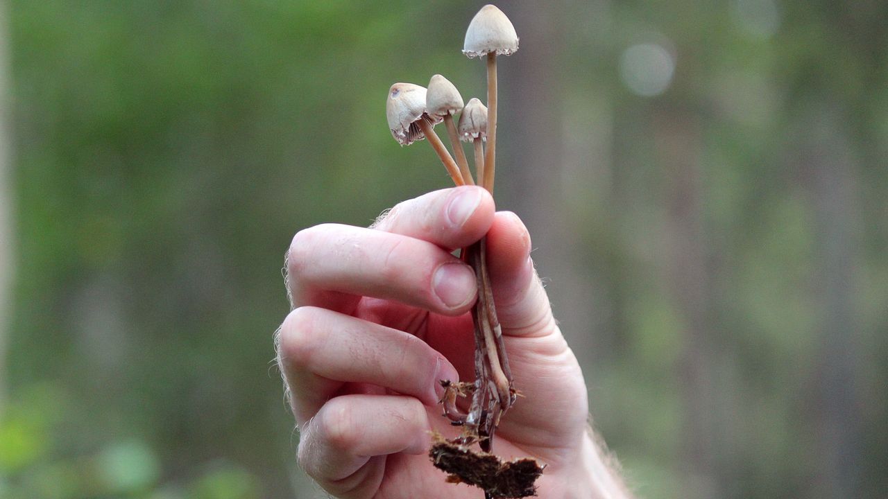 Bikin Halu, Magic Mushroom Ternyata Baik untuk Obati Depresi