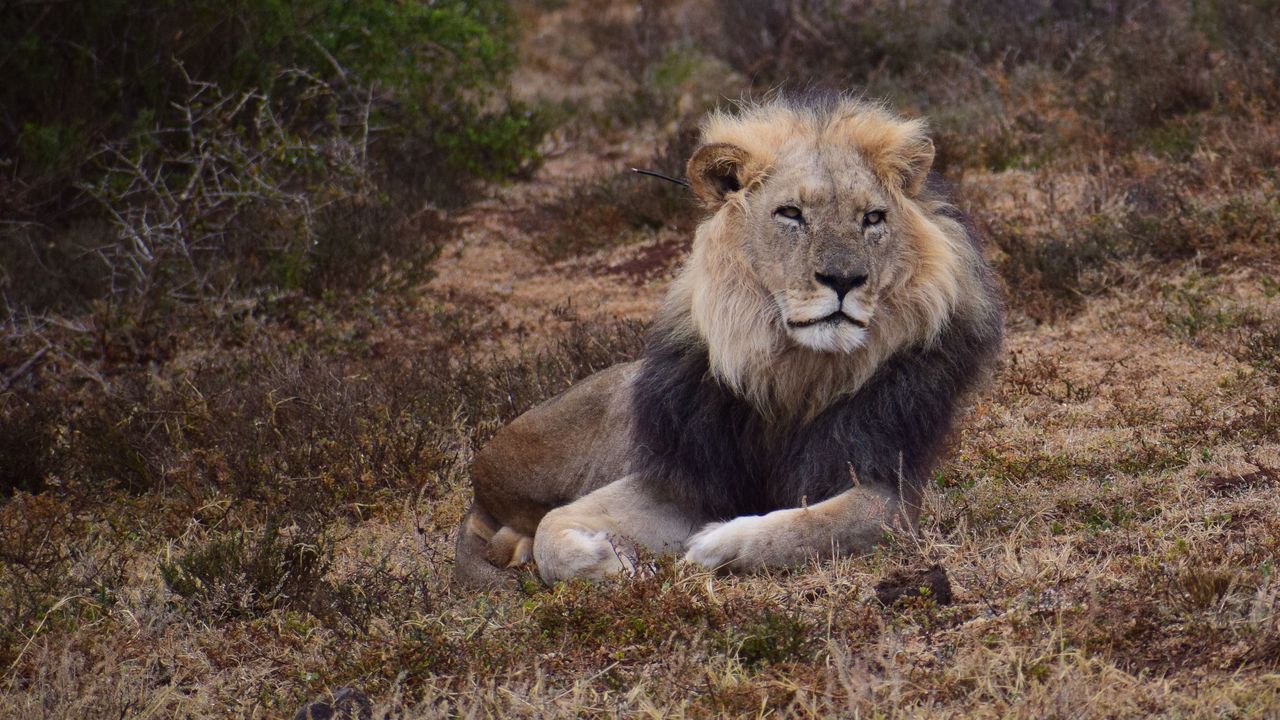 Afrika Selatan Larang Praktik Memelihara Singa dalam Penangkaran
