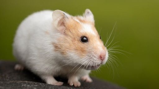 Buntut Temuan Varian Delta, Hong Kong Akan Musnahkan 2.000 Hamster dan Mamalia Kecil