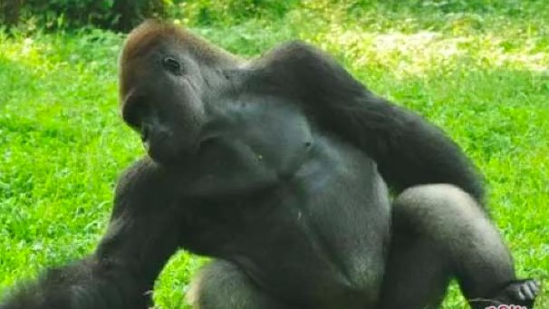 Libur Lebaran di Ragunan, Ada Perayaan Ultah Gorila Bernama Komo di Hari Minggu