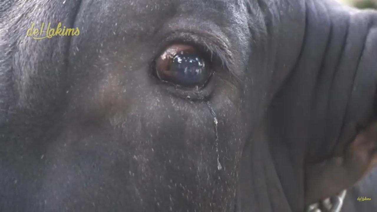 Grandong menangis (Foto: YouTube/DeHakims)