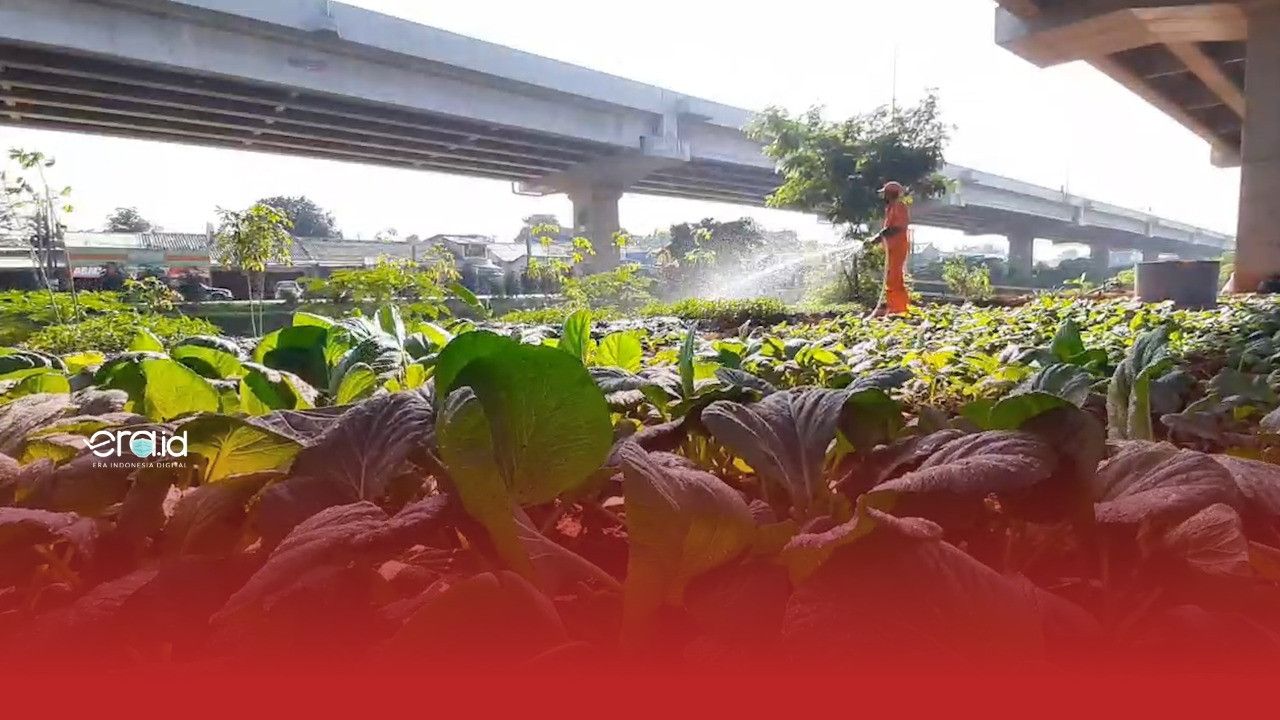 Melihat Petugas PPSU Sulap Kolong Tol Jadi Kebun Sayuran