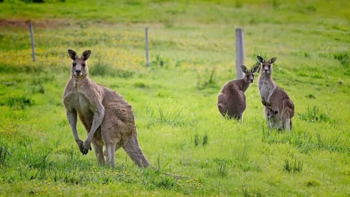 Tiga Spesies Kanguru Baru yang Telah Punah Ditemukan, Begini Penjelasan Peneliti Australia