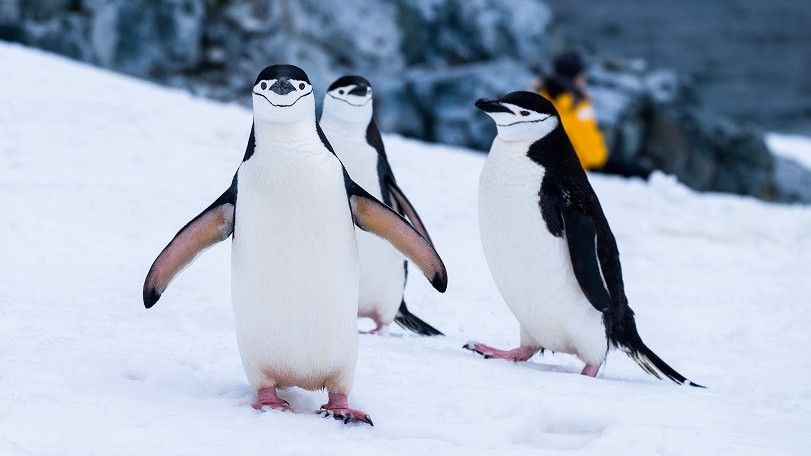 Tak Sengaja Lakukan Perjalanan Sejauh 3.000 KM, Penguin Antartika Sampai di Selandia Baru