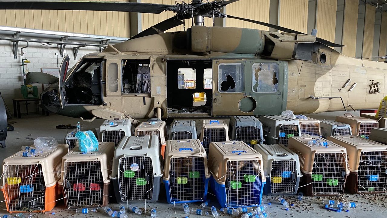 Ramai Diberitakan Telantarkan Anjing di Afghanistan, Departemen Pertahanan Amerika Angkat Bicara