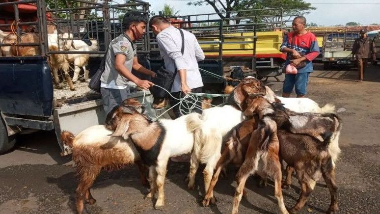 Gunungkidul Siapkan Ranperda Kompensasi Ternak Mati Akibat Antraks, Berapa Besarannya?