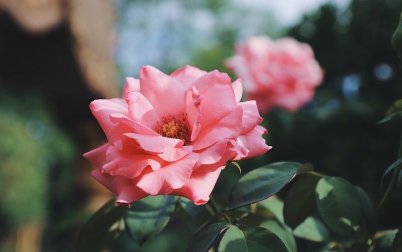 Mencerahkan Kulit, Ini Kandungan Skincare Ekstrak Bunga Mawar dari Hokkaido