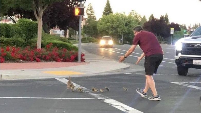 Tragis! Pria yang Bantu Sekawanan Bebek Menyeberang Jalan Tewas Ditabrak Mobil