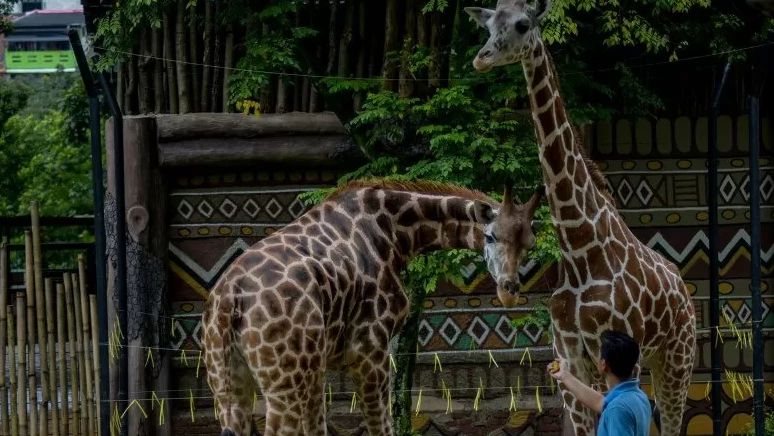 Kebun Binatang Bandung Alami Peningkatan Jumlah Pengunjung Saat Nataru, Tertinggi Selama Pandemi