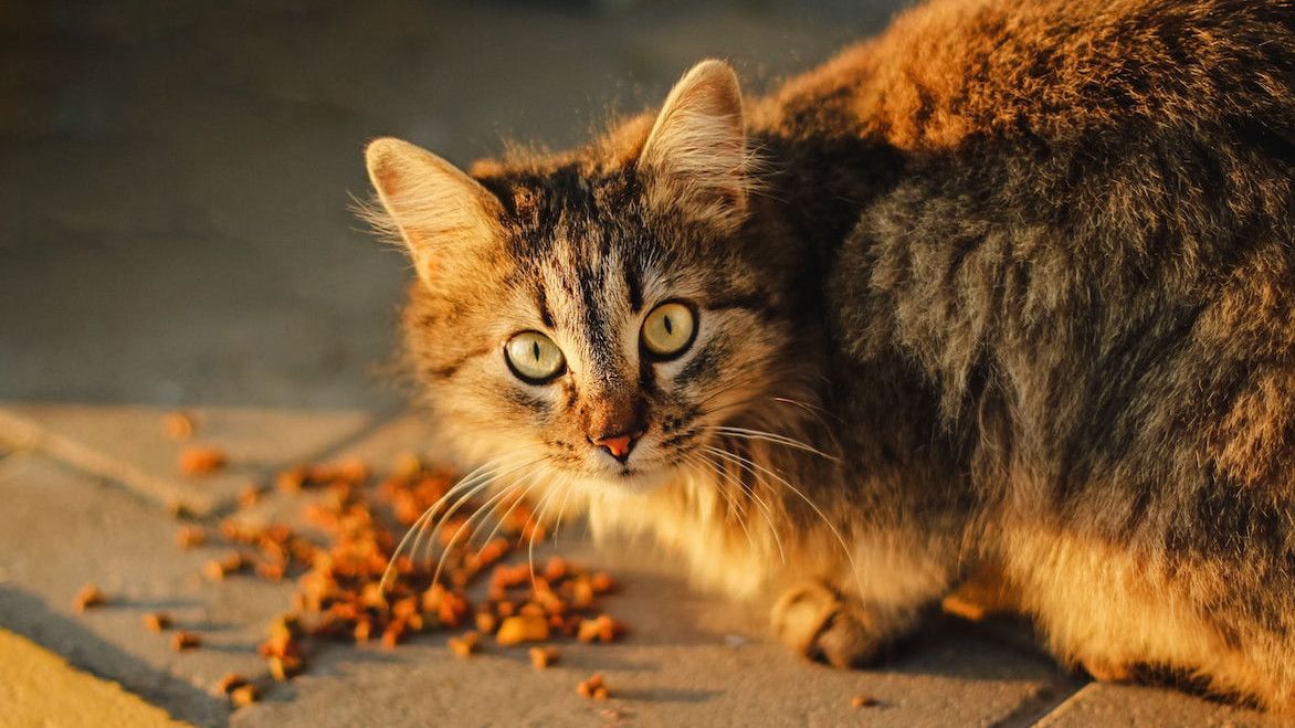 Kucing Makan Berapa Kali Sehari? Berikut Tips Feeding Anabul Kesayangan