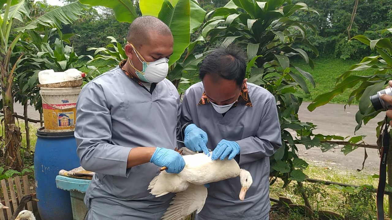 Unggas di Kota Cimahi Mulai Divaksin Usai Ditemukan Ratusan Ekor Kena Flu Burung
