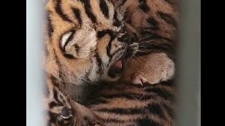 Tiga Ekor Anak Harimau Sumatera Lahir di Tempat Rehabilitasi Harimau Barumun Sumatera Utara