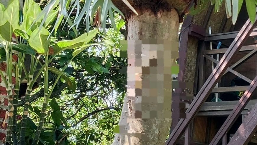 Kejam! Mayat Kucing Terpaku di Pohon, Seorang Warga Malang Ketakutan dan Duga Ada yang Teror