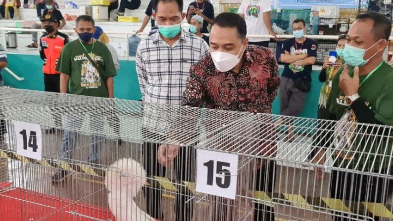 Saat Wali Kota Surabaya 'Cak' Eri Cahyadi Takjub Lihat Kontes Burung Merpati