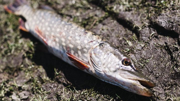 Imbas Panas Ekstrem, Ribuan Ton Ikan di Vietnam Mati