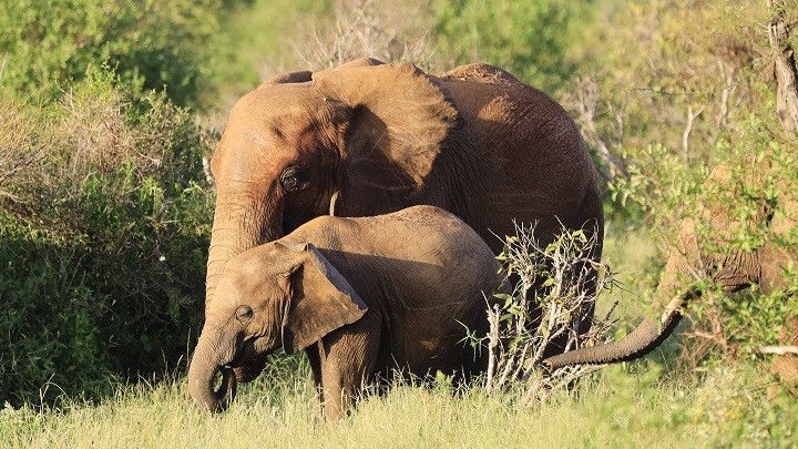 Demi Atasi Kelaparan Akut, Zimbabwe Akan Musnahkan 200 Ekor Gajah