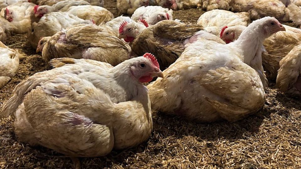 Sebut Beras Pemerintah Seperti Makanan Ayam, Anggota Parlemen Jepang Dikecam