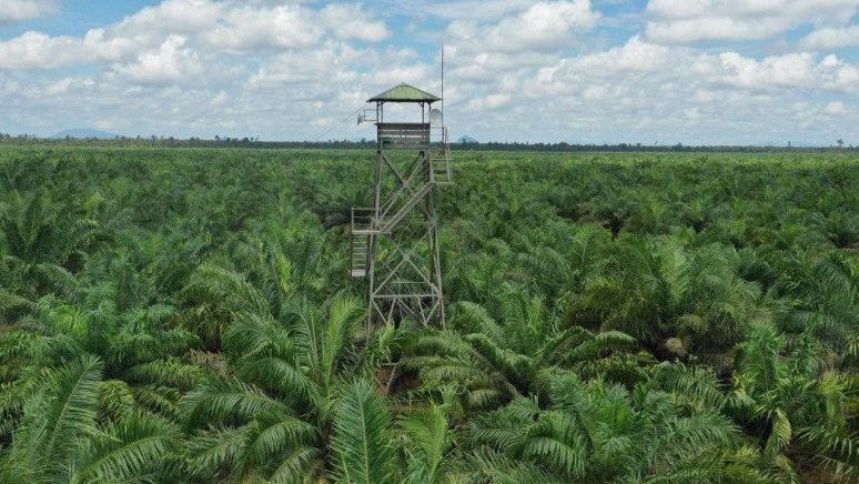 Hutan Alam Riau Cepat Menipis, Tinggal 1,4 Juta Hektare