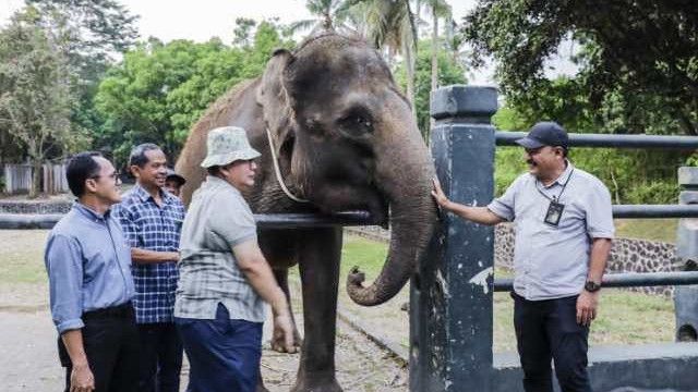 Semarang Zoo Terima Hibah Sepasang Gajah dari Borobudur