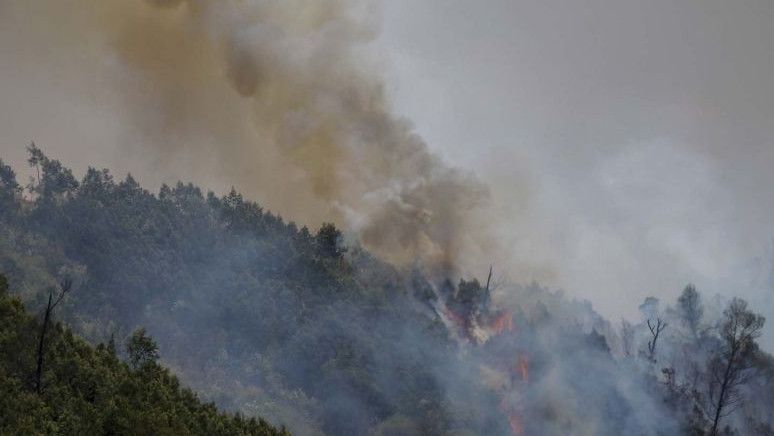 KLHK Pulihkan Lahan dan Hutan di Kawasan Taman Nasional Gunung Bromo Jatim yang Terbakar