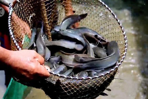 Ikan Mentah hingga Presto dalam Menu MBG Bikin Masalah, BGN Merespons