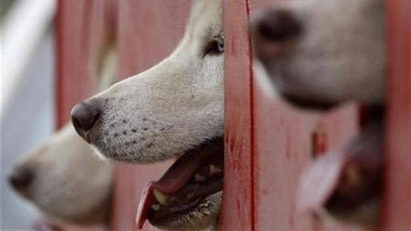 Pemprov Jateng Gerah Warganya Gemar Makan Daging Anjing karena Dikira Obat