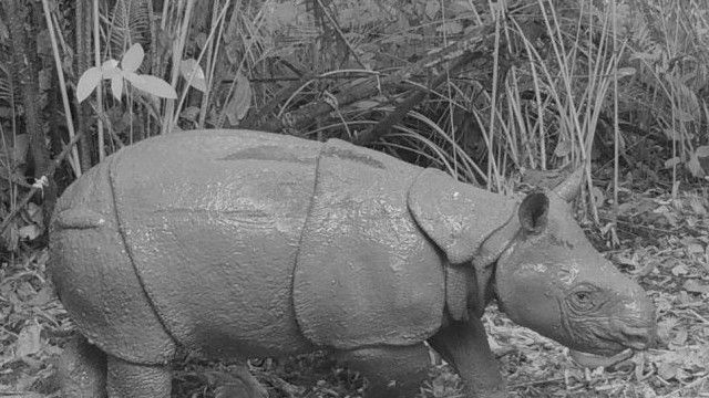 Taman Nasional Ujung Kulon Kedatangan Tamu Baru, Satu Anak Badak Jawa Betina Lahir