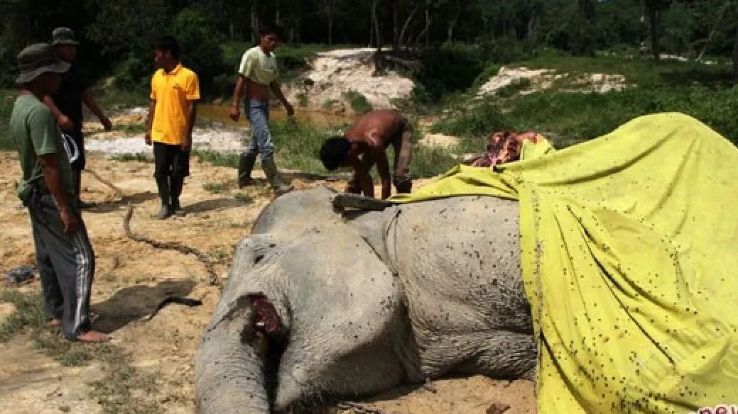 Gajah di Bali Zoo Tewas Terseret Arus Deras Sungai, Pawangnya Lalai?