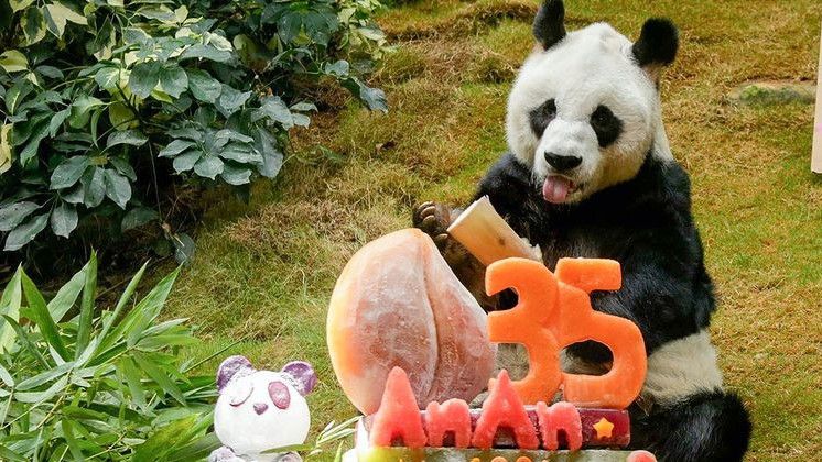 Hidup Lebih dari 100 Tahun, An An Si Panda Raksasa Tertua di Dunia Mati