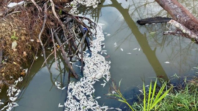 Ribuan Ikan di Sungai Aceh Jaya Mati Akibat Limbah Udang Vaname, Warga Tuntut Ganti Rugi