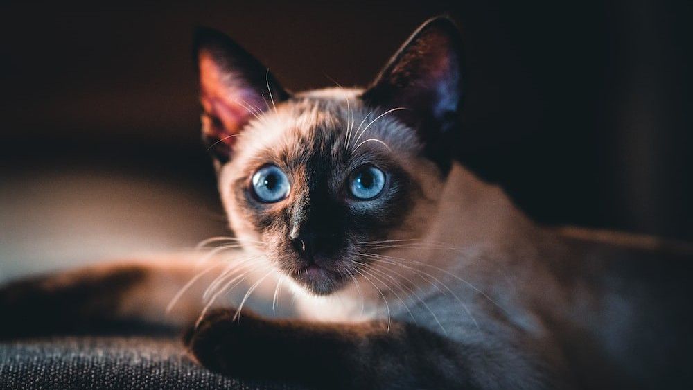 Berbagai Jenis Kucing Siam dan Cara Membedakannya