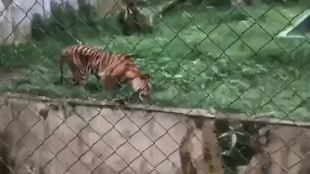 Viral Harimau di Medan Zoo Kerempeng dan Makan Rumput, Bobby Nasution: Memang Lebih Kurus