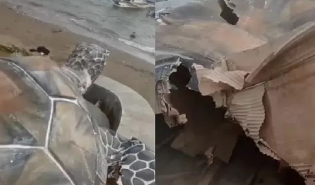 Penyu Mirip Patung di Sukabumi yang Dianggarkan Rp15 Miliar Rusak, Ternyata Dibuat dari Kardus