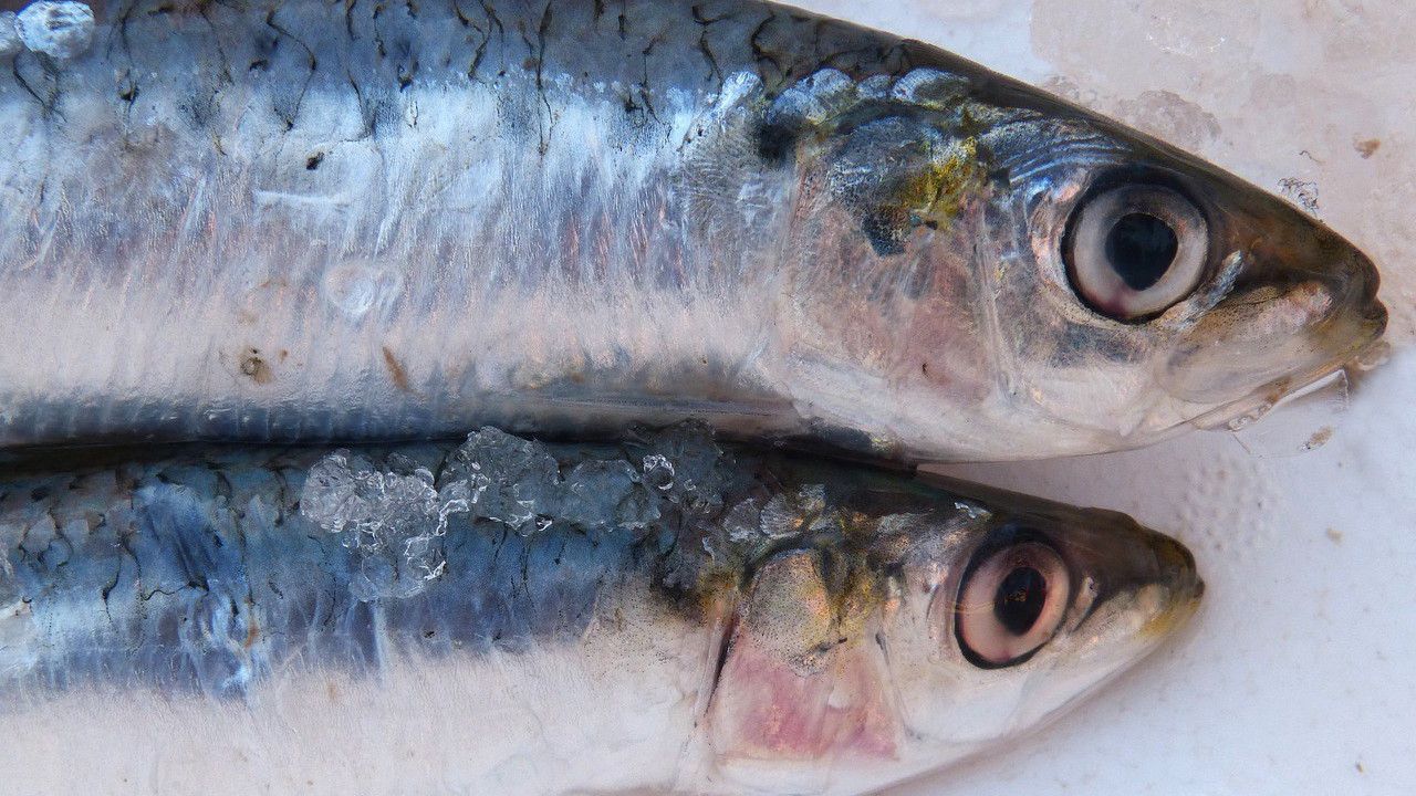 Tanda Ikan Tidak Layak Konsumsi, Perhatikan Ciri-ciri Berikut