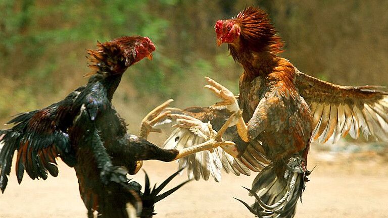 Judi Sabung Ayam Lampung Tewaskan Polisi, Peltu Yun Heri Divonis Tiga Tahun Penjara