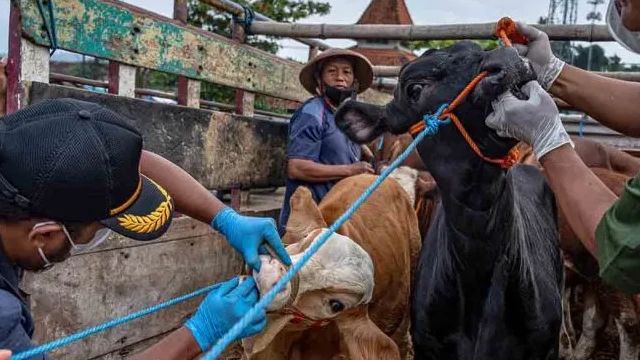 Waspadai PMK, Dinas Pertanian Solo Lakukan Pengecekan Hewan Ternak di Pasar