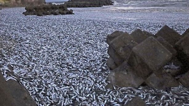 Ribuan Ton Ikan Sarden Mati di Pantai Jepang, Penyebabnya Masih Misterius