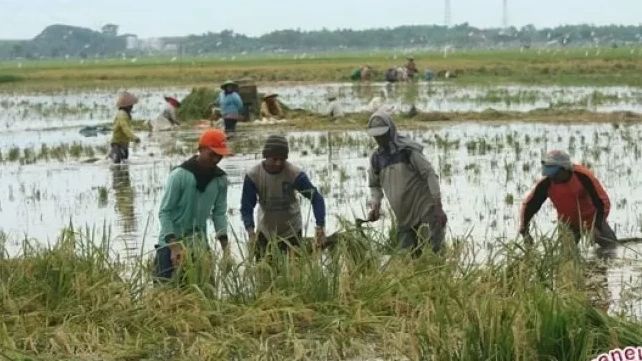 3.611 Hektare Sawah di Aceh Utara Gagal Panen Akibat Banjir