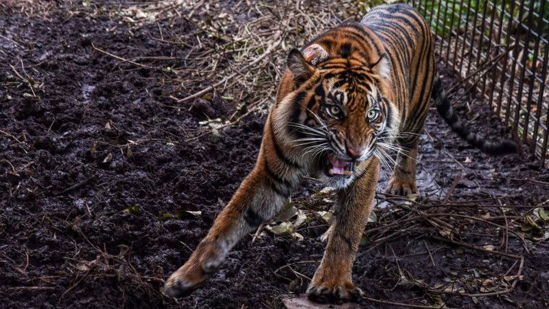 Bikin Geger, Harimau Sumatera Cari Makan ke Pemukiman Warga di Agam, Gegara Pakan di Hutan Berkurang