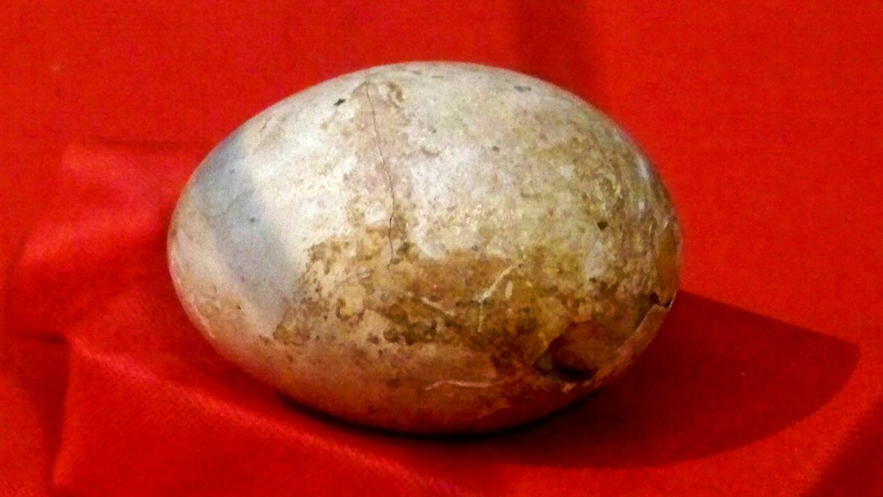 Telur Berusia 1.000 Tahun Ditemukan Arkeolog di Situs Kuno Yavne, Begini Penampakannya