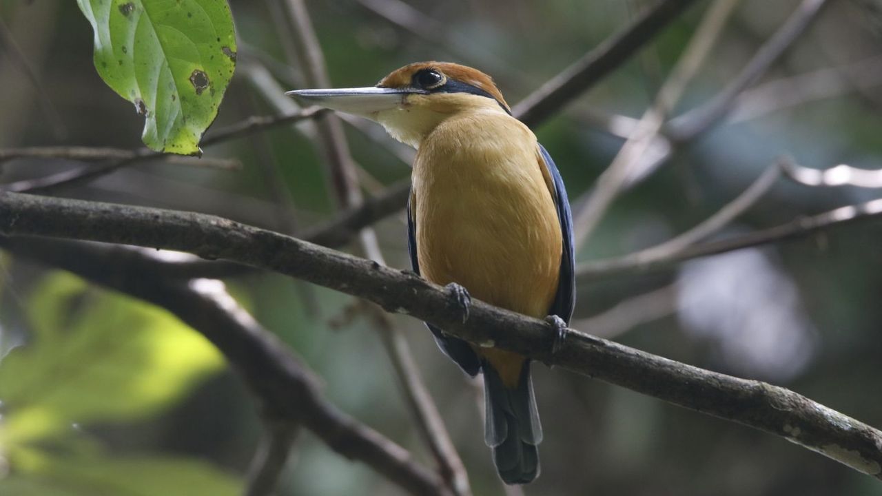 Ada di Taman Wisata Alam Kerandangan Lombok, Indahnya Menikmati Sensasi Wisata Birdwatching