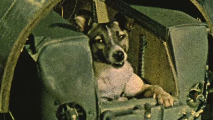 Kisah Pilu Laika Si Anjing Jalanan, Dikorbankan Uni Soviet Demi Sputnik 2