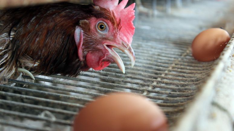 Bapanas Pastikan Bansos Ayam dan Telur Keluarga Rawan Stunting Dibagikan Bertahap Besok, Dimulai di Jawa