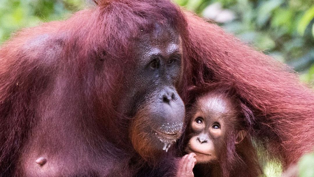 Tiru Cara China, Malaysia Bakal Gunakan Orangutan sebagai Diplomasi Minyak Sawit