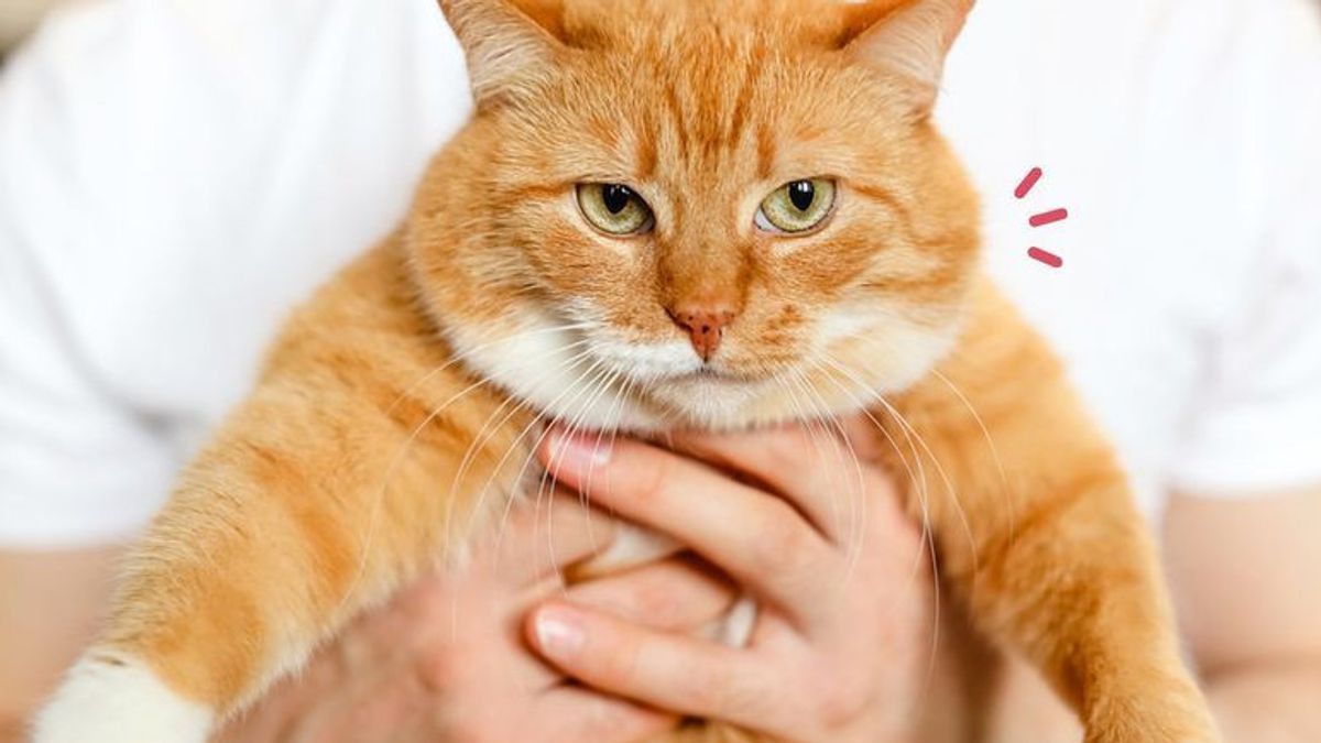 Apa Saja Ciri-Ciri Kucing Sakit Perut yang Bisa Kita Lihat? Simak Penjelasan Berikut