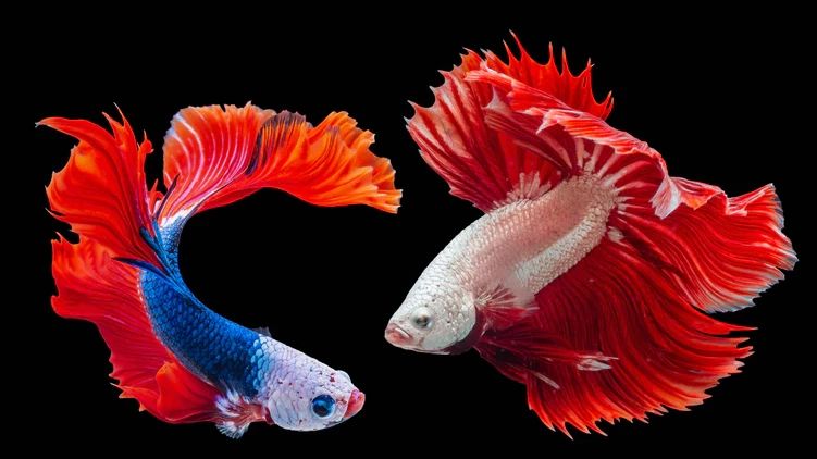 7 Jenis Ikan Hias Air Tawar yang Populer dan Cocok Dirawat untuk Aquarium atau Kolam Rumah
