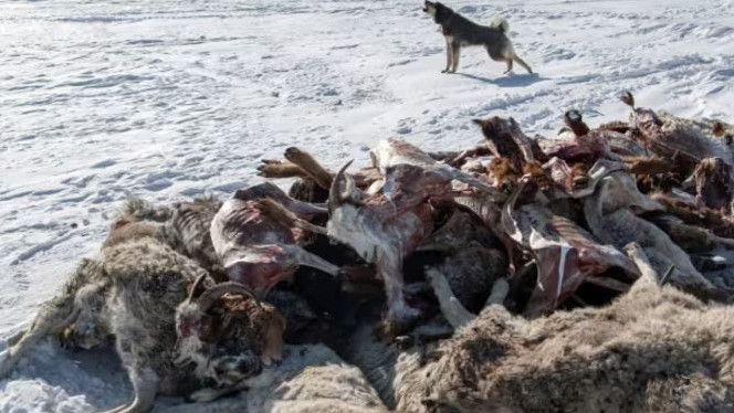 Mongolia Dilanda Cuaca Dingin Ekstrem, Dua Juta Hewan Ternak Mati Kelaparan