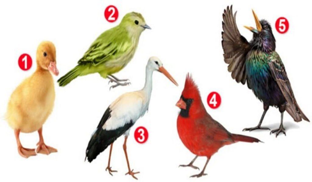 Burung Mana yang Kamu Suka? Pilihan Ungkap Caramu Menikmati Hidup