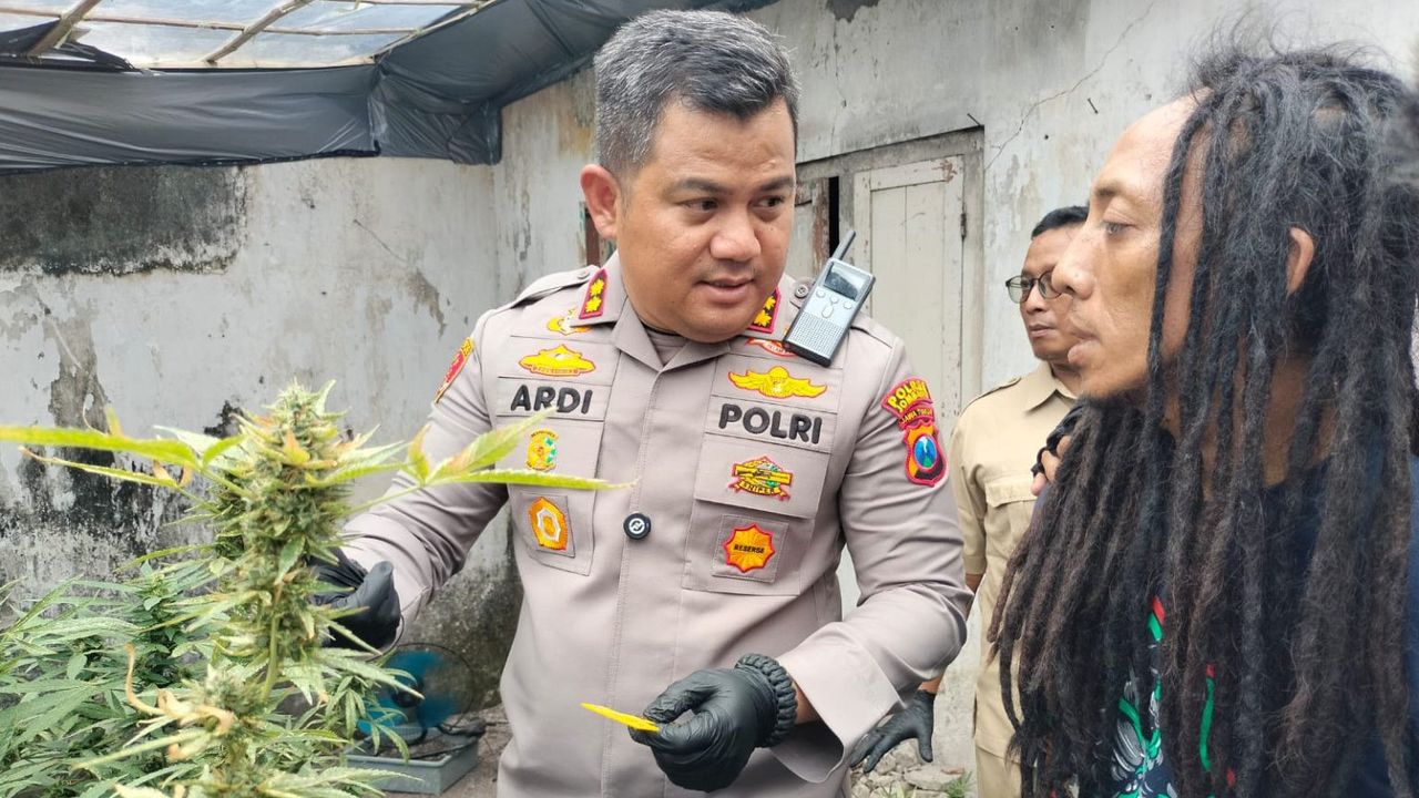 Geger Rumah Kontrakan di Jombang Ternyata Jadi Budidaya Ganja, Begini Tampang Pelaku